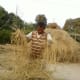 rice-farming-in-nepal