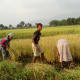 rice-farming-in-nepal