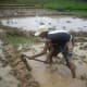 rice-farming-in-nepal