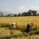rice-farming-in-nepal