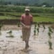 rice-farming-in-nepal