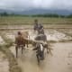 rice-farming-in-nepal