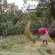 A girl threshing rice. Agriculture is not mechanized in Nepal.