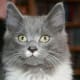Greebo
