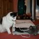 Dippy and Greebo playing