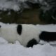 Dippy Snow Walk