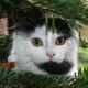 Dippy Christmas Tree