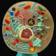 This fake-colour model shows all the major organelles of the animal cell, as well as a cut-away of the nucleus