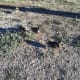 Ducks just getting out of a pond near Estes Park, Colorado.