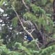 Bird in a tree right above the condo I stayed at in Estes Park, Colorado.