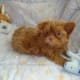 Mikis that are all one color are rarer. This puppy's ears were down at 8 weeks, then up at four months, then came down again at 8 months, where they seem to stay.. unless of course, he is "winging" them. (Paddington Mi-ki Kennels)
