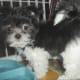 Miki puppies are hard to resist. This one is named Willie, and you can find his photo and lots of others at dogbreedinfo.com
