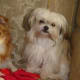 Mikis come in long and short coat versions. (photo: Paddington's Mi-ki Kennels)