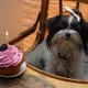 Cricket on her first birthday. Don't worry. She only had a tiny bite because a lot of friends shared her "cake."