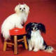 Yoshi is 2 1/2 lbs and April is 5 lbs. (Photo courtesy of the International Mi-Ki Registry.) .