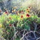 Jobell Flower can grow in clumps or as a single flower.