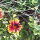 Gaillardia perfers sandy soil.