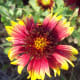The striking beauty of these flowers were Josephine's favorite.