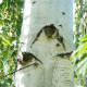 weeping-birch-trees
