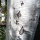 The dark diamond-shaped markings on the silver birch tree trunks are very distinctive. These are small vertical fissures or cracks that turned black as the tree aged.