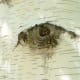 The weeping birch trees has startling markings on their white papery trunks which look like human eyes. It is so amazing how the human mind and imagination work together. After staring at the birch trees for a while, these 'eyes' seem to come alive a