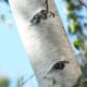 weeping-birch-trees
