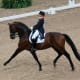 Horse performing an Extended Trot