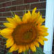 Tiny yellow flowers in the center of the sunflower heads.