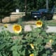 Black oil sunflowers in the chicken garden.
