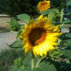 Beautiful new bloom on a black oil sunflower. Notice the bee on the bottom left of the sunflower head. Bees love sunflowers!