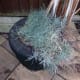Plus room left for some landscape gardening; old car tyres repurposed as a raised bed.