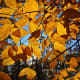 American Beech, often seen in Illinois.