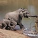 Nile crocodile pulling a young elephant.