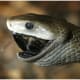 Black Mamba eating an insect
