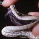 Black Mamba fangs