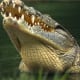 Nile crocodile close-up shot.