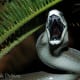 Startled Black Mamba