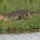 Nile crocodile in an idle state.