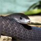 Black Mamba's deadly beauty