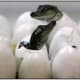 Nile crocodile babies.