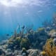 Biscayne National Park Underwater