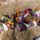 different varieties of egg plants with different shapes, sizes ans colors