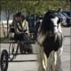 i-love-black-friesians-and-gypsy-vanners