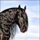 i-love-black-friesians-and-gypsy-vanners