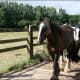 i-love-black-friesians-and-gypsy-vanners