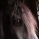 i-love-black-friesians-and-gypsy-vanners