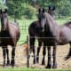 i-love-black-friesians-and-gypsy-vanners