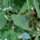 Bathua or lambs quarters leaves