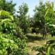 organic-vegetable-gardening-diary-and-planner