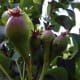 organic-vegetable-gardening-diary-and-planner